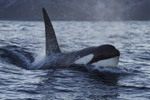 Orca / Killer whale (Orcinus orca) surfacing, Senja, Troms County, Norway, Scandinavia, January Orca / Killer whale (Orcinus orca) surfacing, Senja, Troms County, Norway, Scandinavia, January