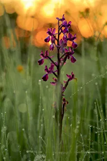 Orchid (Orchis langei) in sunset light, Sierra de Grazalema Natural Park, southern Spain Orchid (Orchis langei) in sunset light, Sierra de Grazalema Natural Park, southern Spain