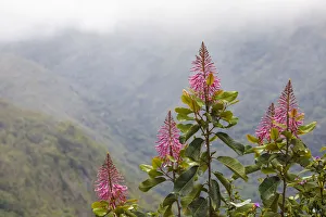 Oreocallis grandiflora (Proteaceae family), Manu Cloud forest at 3500 metres altitude, Peru Oreocallis grandiflora (Proteaceae family), Manu Cloud forest at 3500 metres altitude, Peru