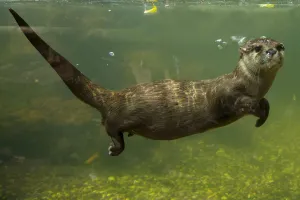 Oriental small clawed otter (Aonyx cinerea) underwater, captive Oriental small clawed otter (Aonyx cinerea) underwater, captive