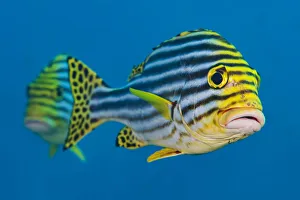 Oriental sweetlips (Plectorhinchus vittatus) pair. South Ari Atoll, Madlives Oriental sweetlips (Plectorhinchus vittatus) pair. South Ari Atoll, Madlives