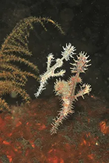 Ornate ghost pipefish (Solenostomus paradoxus), pair feeding near sea floor Ornate ghost pipefish (Solenostomus paradoxus), pair feeding near sea floor