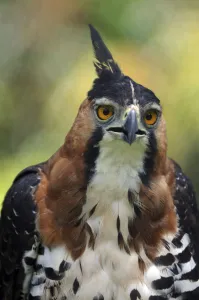 Ornate Hawk-Eagle (Spizaetus ornatus) head portrait, French Guiana, South America Ornate Hawk-Eagle (Spizaetus ornatus) head portrait, French Guiana, South America