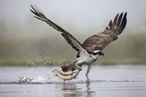Osprey (Pandion haliaetus) catching trout, Rothiemurchus estate, Cairngorms, Scotland Osprey (Pandion haliaetus) catching trout, Rothiemurchus estate, Cairngorms, Scotland