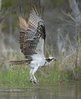 Osprey (Pandion haliaetus) fishing. Acadia National Park, Maine, USA. May Osprey (Pandion haliaetus) fishing. Acadia National Park, Maine, USA. May