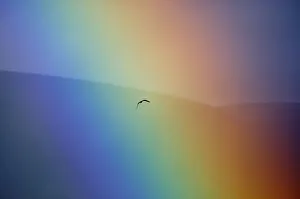 Osprey (Pandion haliaetus) flying through a rainbow. Aviemore, Scotland, July Osprey (Pandion haliaetus) flying through a rainbow. Aviemore, Scotland, July