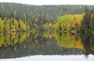 Oulanka River, Finland, September 2008. Woodland predominantly Spruce (Picea abies) Oulanka River, Finland, September 2008. Woodland predominantly Spruce (Picea abies)
