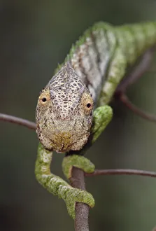 Oustalets chameleon pursuing prey {Furcifer oustaleti} Berenty NP, Madagascar Oustalets chameleon pursuing prey {Furcifer oustaleti} Berenty NP, Madagascar