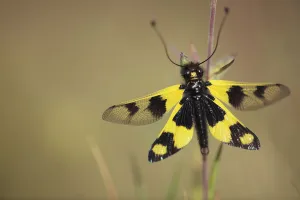 Owlfly / Butterly lion / Ascalaphid (Libelloides longicornis) Stenje region, Lake Macro Prespa Owlfly / Butterly lion / Ascalaphid (Libelloides longicornis) Stenje region, Lake Macro Prespa