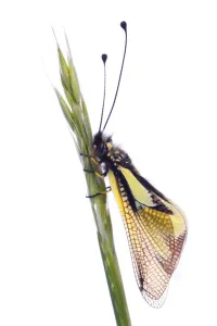Popular themes/wild wonders europe 3/owlfly libelloides coccajus grass Popular themes/wild wonders europe 3/owlfly libelloides coccajus grass