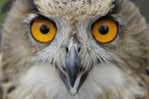 European Owls Prints: RF- Eagle owl (Bubo bubo) calling, raised in captivity and newly released into the wild