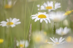 Oxeye daisies (Leucanthemum vulgare)in upland hay meadow, Northumberland National Park Oxeye daisies (Leucanthemum vulgare)in upland hay meadow, Northumberland National Park