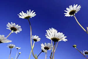Oxeye daisy / Marguerite {Leucanthemum vulgare} flowers, Devon, UK Oxeye daisy / Marguerite {Leucanthemum vulgare} flowers, Devon, UK