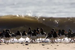 Oystercatchers (Haematopus ostralegus) roosting at high tide, Severn Estuary, Swansea Oystercatchers (Haematopus ostralegus) roosting at high tide, Severn Estuary, Swansea