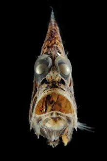 Pacific hatchetfish (Argyropelecus affinis) portrait Pacific hatchetfish (Argyropelecus affinis) portrait