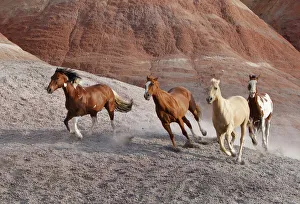 Two paint horses, a palomino and a sorrel quarter horse running, Flitner Ranch, Shell Two paint horses, a palomino and a sorrel quarter horse running, Flitner Ranch, Shell