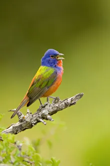 Painted bunting (Passerina ciris) male singing, Wichita Mountains National Wildlife Refuge Painted bunting (Passerina ciris) male singing, Wichita Mountains National Wildlife Refuge