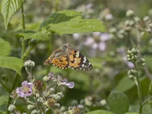 Painted lady butterfly (Vanessa cardui) taking flight, Norfolk, England, UK. June Painted lady butterfly (Vanessa cardui) taking flight, Norfolk, England, UK. June