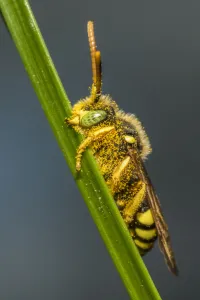 Painted nomad bee (Nomada fucata) male bee with characteristic green eyes, sleeping Painted nomad bee (Nomada fucata) male bee with characteristic green eyes, sleeping