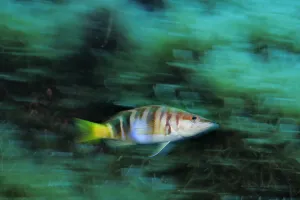 Painted vomber (Serranus scriba) Malta, Mediteranean, May 2009 Painted vomber (Serranus scriba) Malta, Mediteranean, May 2009