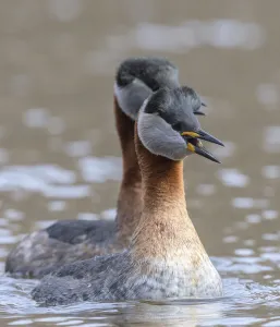 Pair of adult Red-necked grebe (Podiceps grisegena) calling, Finland. May Pair of adult Red-necked grebe (Podiceps grisegena) calling, Finland. May