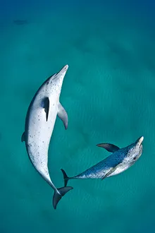 A pair of Atlantic spotted dolphins (Stenella frontalis) swim over a sand bank A pair of Atlantic spotted dolphins (Stenella frontalis) swim over a sand bank