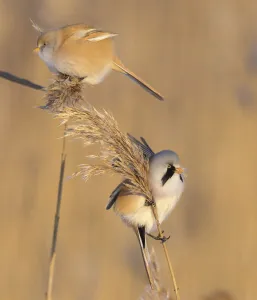 Pair of Bearded reedling (Panurus biarmicus) perched on reeds, Finland. January Pair of Bearded reedling (Panurus biarmicus) perched on reeds, Finland. January
