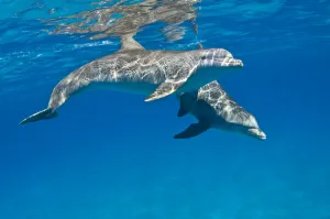 A pair of Bottlenose dolphins (Tursiops truncatus) swimming beneath the surface. Sandy Ridge A pair of Bottlenose dolphins (Tursiops truncatus) swimming beneath the surface. Sandy Ridge