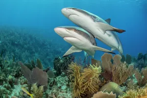 Pair of Caribbean reef sharks (Carcharhinus perezi) swim over a coral reef Pair of Caribbean reef sharks (Carcharhinus perezi) swim over a coral reef