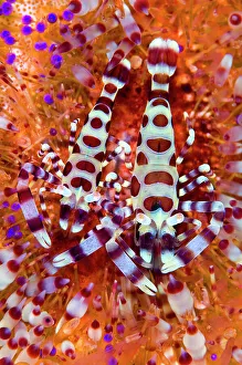 Pair of Coleman shrimps (Periclimenes colemani) make their home in a fire urchin Pair of Coleman shrimps (Periclimenes colemani) make their home in a fire urchin