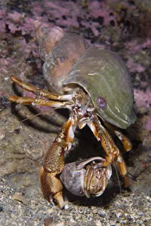 Pair of Common hermit crabs (Pagurus bernhardus) male carrying female until she leaves her shell Pair of Common hermit crabs (Pagurus bernhardus) male carrying female until she leaves her shell