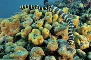 Pair of courting Egg-eating sea snakes / Turtleheaded sea snakes (Emydocephalus annulatus) Pair of courting Egg-eating sea snakes / Turtleheaded sea snakes (Emydocephalus annulatus)