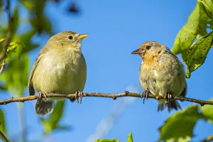 Pair of Darwin's green warbler finch (Certhidea olivacea) perching on a branch Pair of Darwin's green warbler finch (Certhidea olivacea) perching on a branch