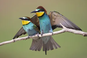 Pair of Eurasian bee-eaters (Merops apiaster) perched on branch, Pusztaszer reserve, Hungary. May Pair of Eurasian bee-eaters (Merops apiaster) perched on branch, Pusztaszer reserve, Hungary. May