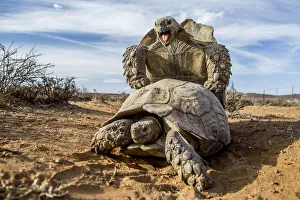 Pair of Leopard tortoises (Stigmochelys pardalis) mating, Karoo, South Africa Pair of Leopard tortoises (Stigmochelys pardalis) mating, Karoo, South Africa