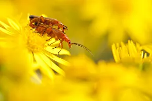 Pair of mating soldier beetles (Rhagonycha fulva) on Common ragwort (Senecio jacobaea) Pair of mating soldier beetles (Rhagonycha fulva) on Common ragwort (Senecio jacobaea)