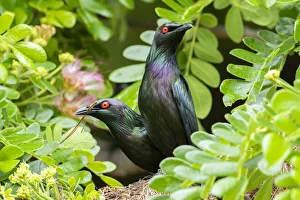 Pair of Metallic starlings (Aplonis metallica) collecting nesting material, Tully Falls, Queensland, Australia Pair of Metallic starlings (Aplonis metallica) collecting nesting material, Tully Falls, Queensland, Australia