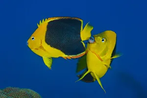 Pair of Rock beauty angelfish (Holacanthus tricolor) spawning at dusk Pair of Rock beauty angelfish (Holacanthus tricolor) spawning at dusk