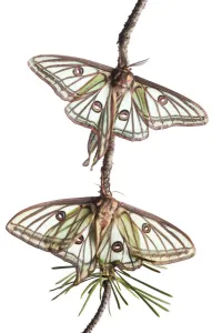 Pair of Spanish luna / Isabelline moths (Graellsia isabellina) on twig, Queyras Natural Park Pair of Spanish luna / Isabelline moths (Graellsia isabellina) on twig, Queyras Natural Park