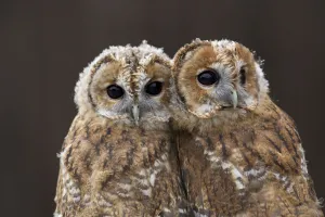 Pair of Tawny owl chicks (Strix aluco) head portrait, nearly fledged Pair of Tawny owl chicks (Strix aluco) head portrait, nearly fledged