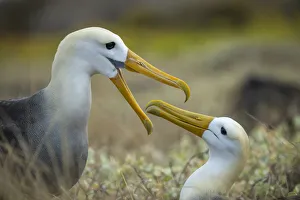 Pair of Waved albatross (Phoebastria irrorata) courtship, Espanola Island, Galapagos Pair of Waved albatross (Phoebastria irrorata) courtship, Espanola Island, Galapagos