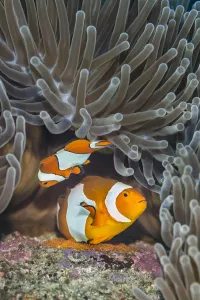 Pair of Western clown anemonefish (Amphiprion ocellaris) spawning orange eggs on the Pair of Western clown anemonefish (Amphiprion ocellaris) spawning orange eggs on the