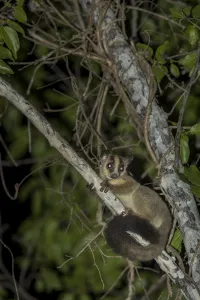 Pale fork-marked lemur (Phaner pallescens) in search for food at night, Kirindy Deciduous Forest Pale fork-marked lemur (Phaner pallescens) in search for food at night, Kirindy Deciduous Forest