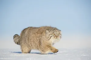 Pallass cat (Otocolobus manul) walking in snow, Gobi Desert, Mongolia. December Pallass cat (Otocolobus manul) walking in snow, Gobi Desert, Mongolia. December