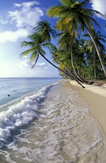 Palm trees line the beach at Pigeon Point, Tobago Palm trees line the beach at Pigeon Point, Tobago