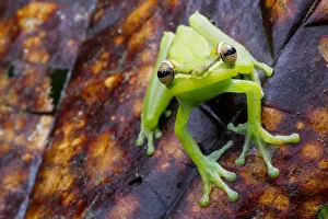 Palmar tree frog (Boana / Hypsiboas pellucens) on leaf, Canande, Esmeraldas, Ecuador Palmar tree frog (Boana / Hypsiboas pellucens) on leaf, Canande, Esmeraldas, Ecuador
