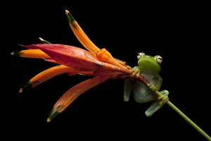 Palmar tree frog (Boana / Hypsiboas pellucens) on plant stem, Mindo, Pichincha, Ecuador Palmar tree frog (Boana / Hypsiboas pellucens) on plant stem, Mindo, Pichincha, Ecuador