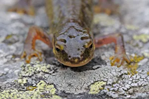 Palmate newt (Lissotriton helveticus) on lichen covered rock, living at 2, 150m, Vall DIncles Palmate newt (Lissotriton helveticus) on lichen covered rock, living at 2, 150m, Vall DIncles