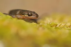 Palmate Newt (Lissotriton / Triturus helveticus) on lichen. Sutherland, Scotland, June Palmate Newt (Lissotriton / Triturus helveticus) on lichen. Sutherland, Scotland, June