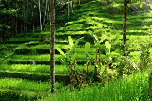Palms growing in front of Rice (Oryza sativa) terrace. Jatiluwih Green Land, Bali, Indonesia Palms growing in front of Rice (Oryza sativa) terrace. Jatiluwih Green Land, Bali, Indonesia
